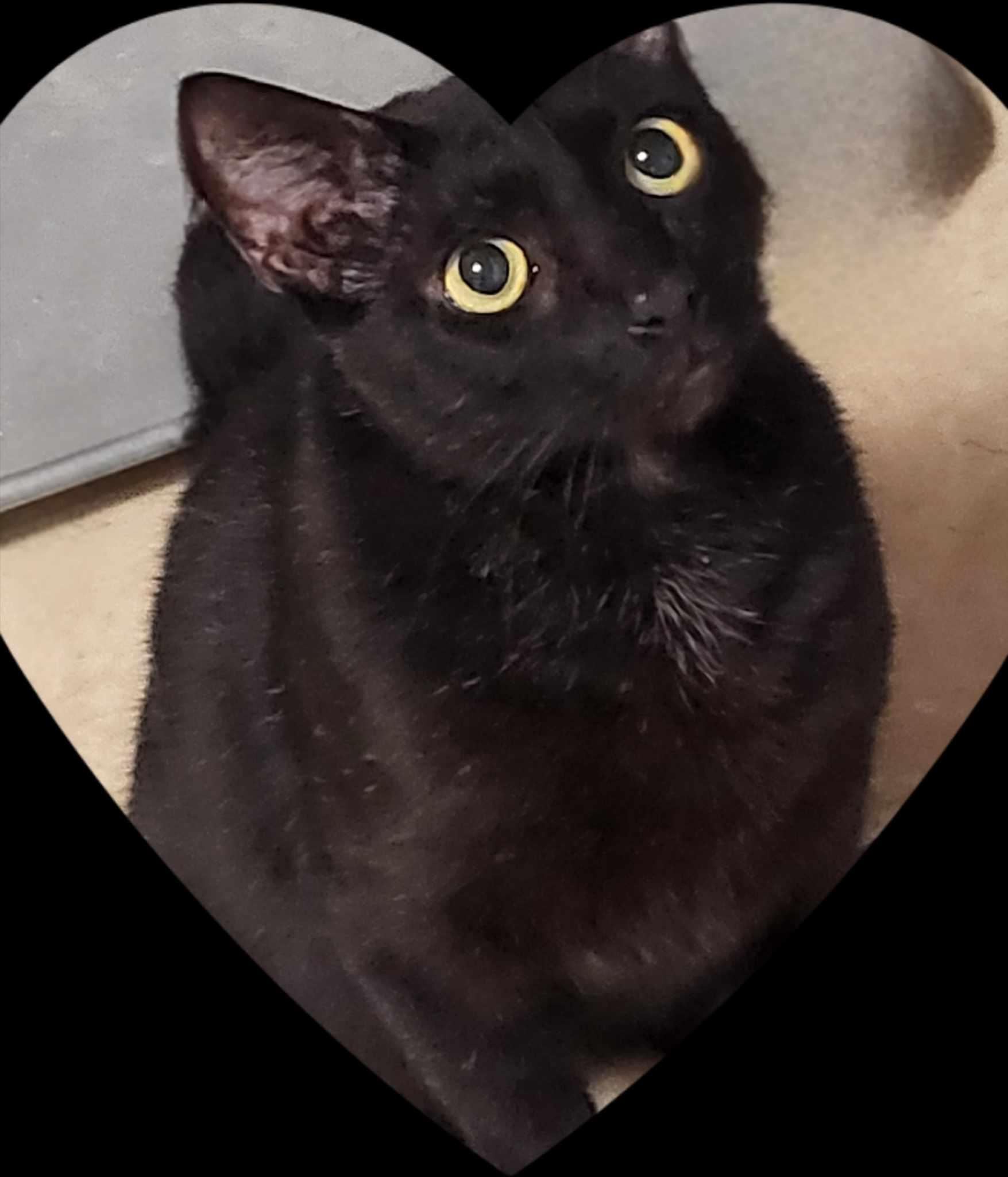 Zeus & Sparta, a Adoptable Domestic Short Hair in Little River, SC image 5/6