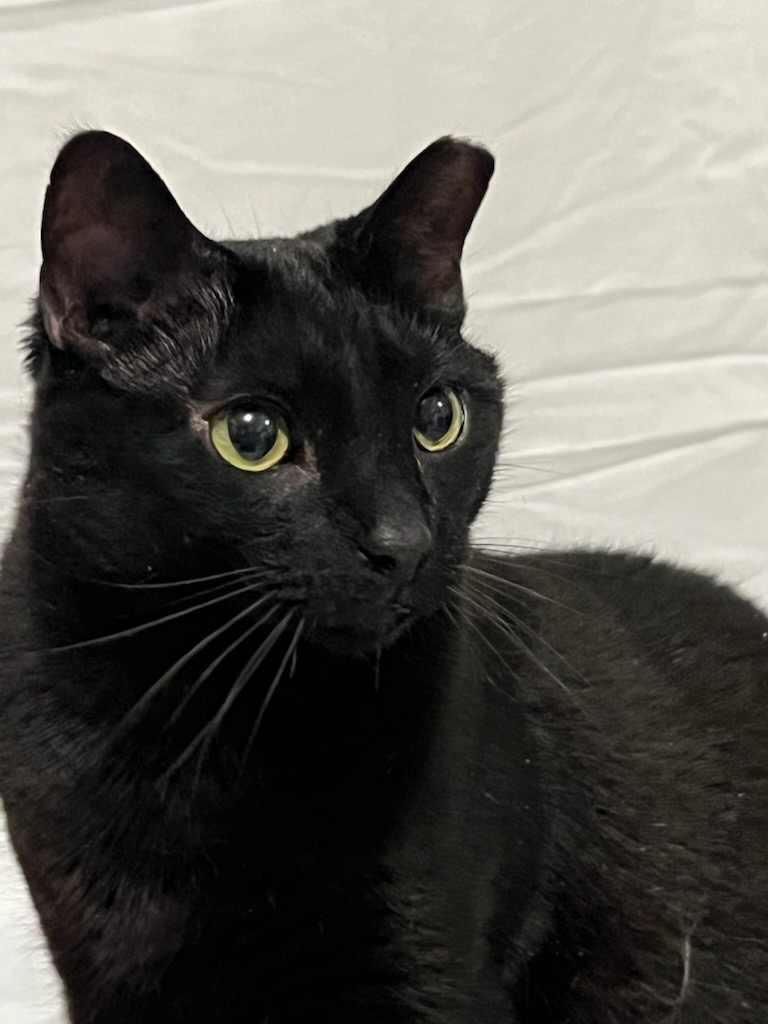 Zeus & Sparta, a Adoptable Domestic Short Hair in Little River, SC image 6/6