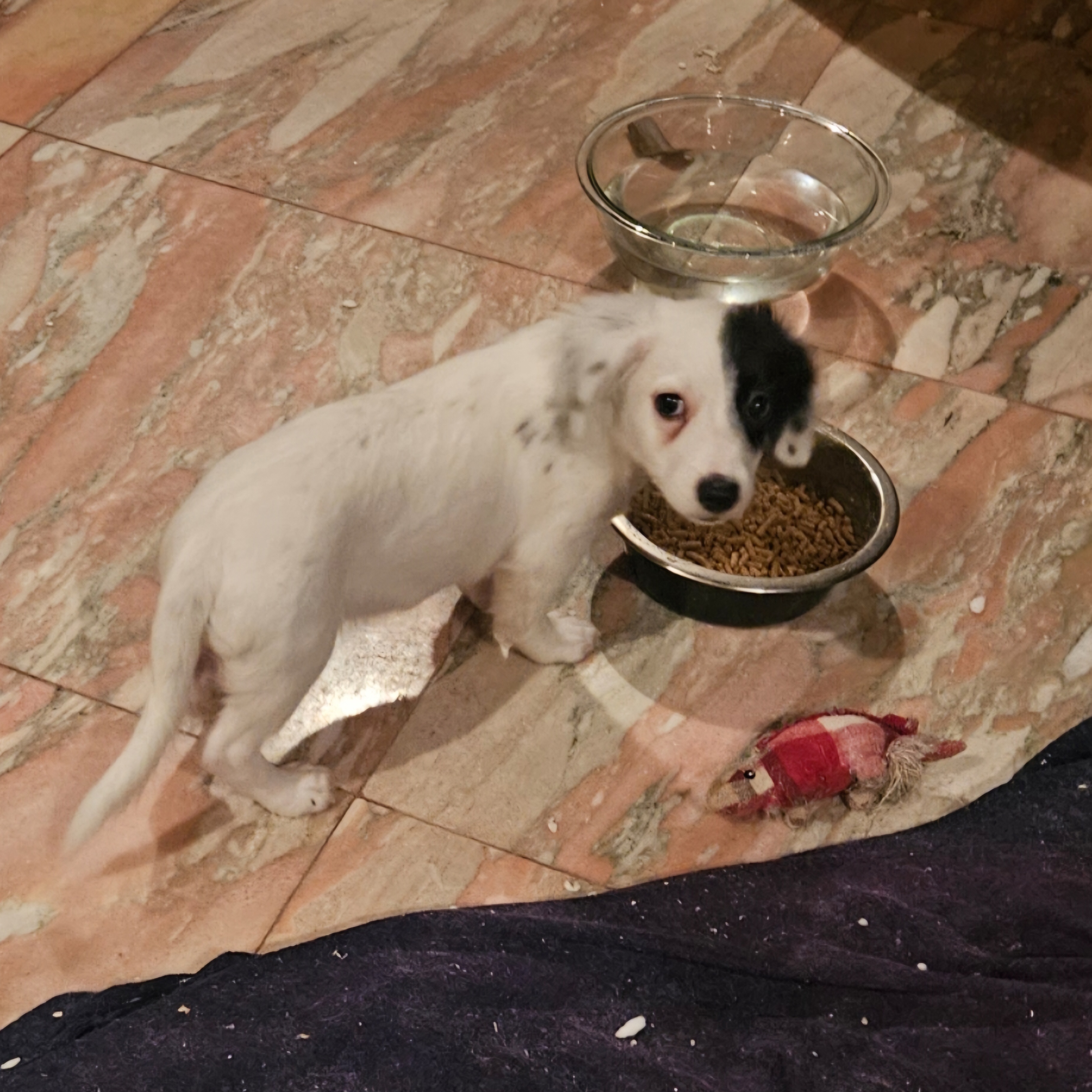 Dog for adoption Snoopy, a Spaniel & Terrier Mix in Erie, PA Petfinder