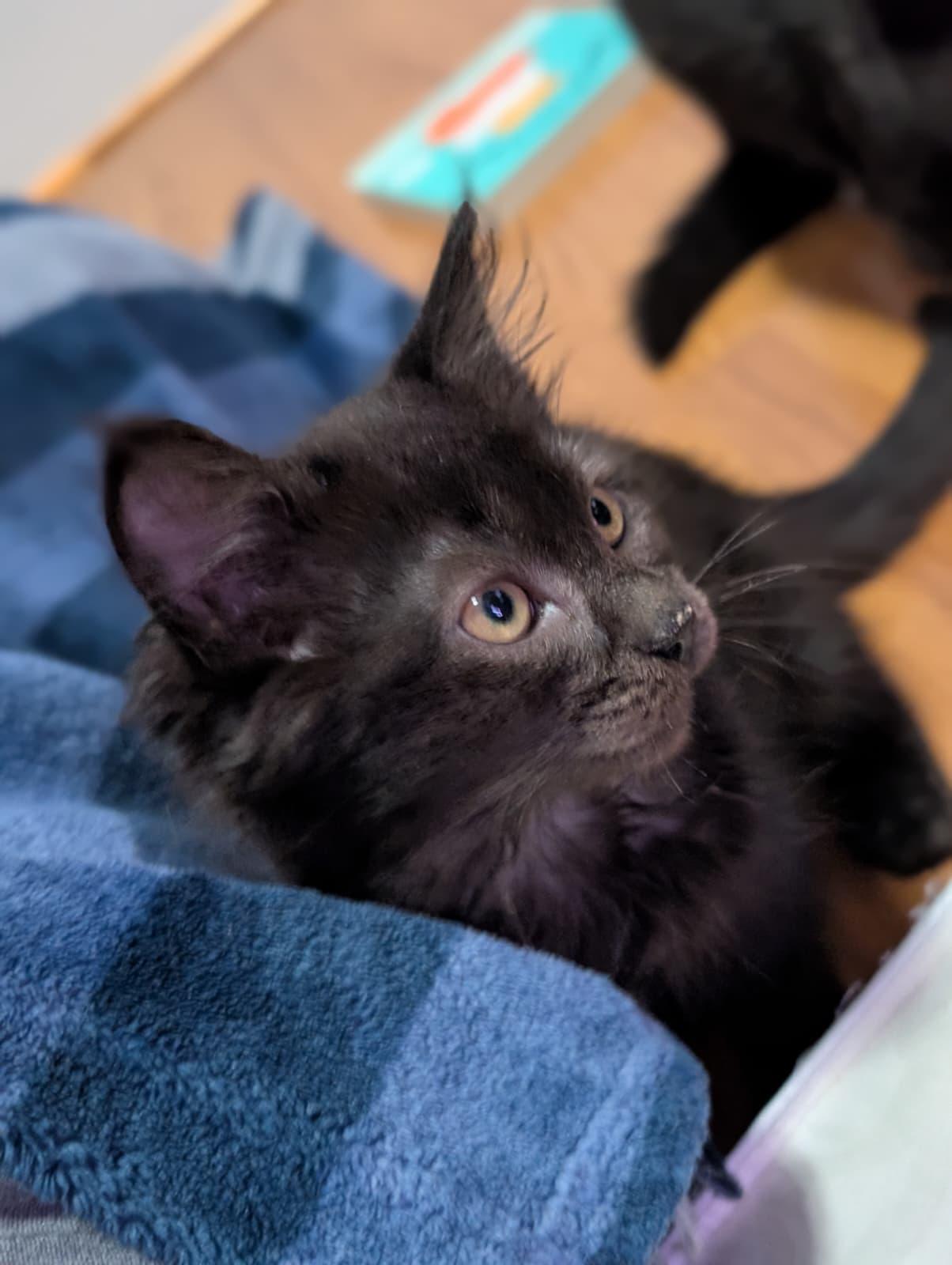 Ingrid, Adoptable, Kitten Female Domestic Medium Hair.