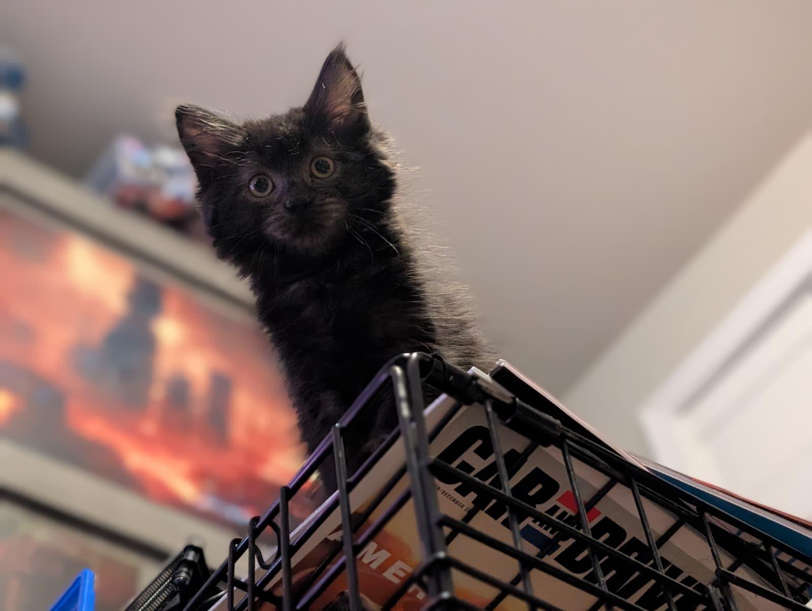 Ingrid, a Adoptable Domestic Medium Hair in Absecon, NJ image 2/3