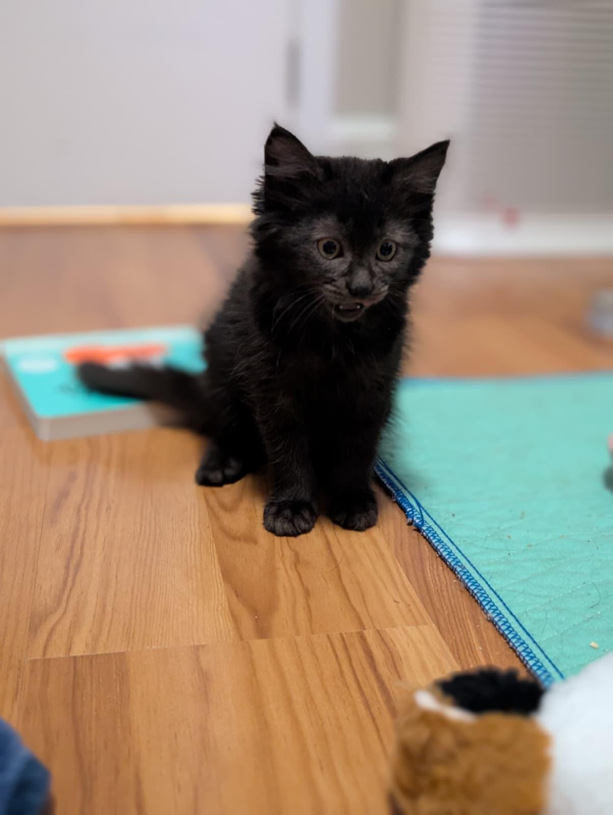 Ingrid, a Adoptable Domestic Medium Hair in Absecon, NJ image 3/3
