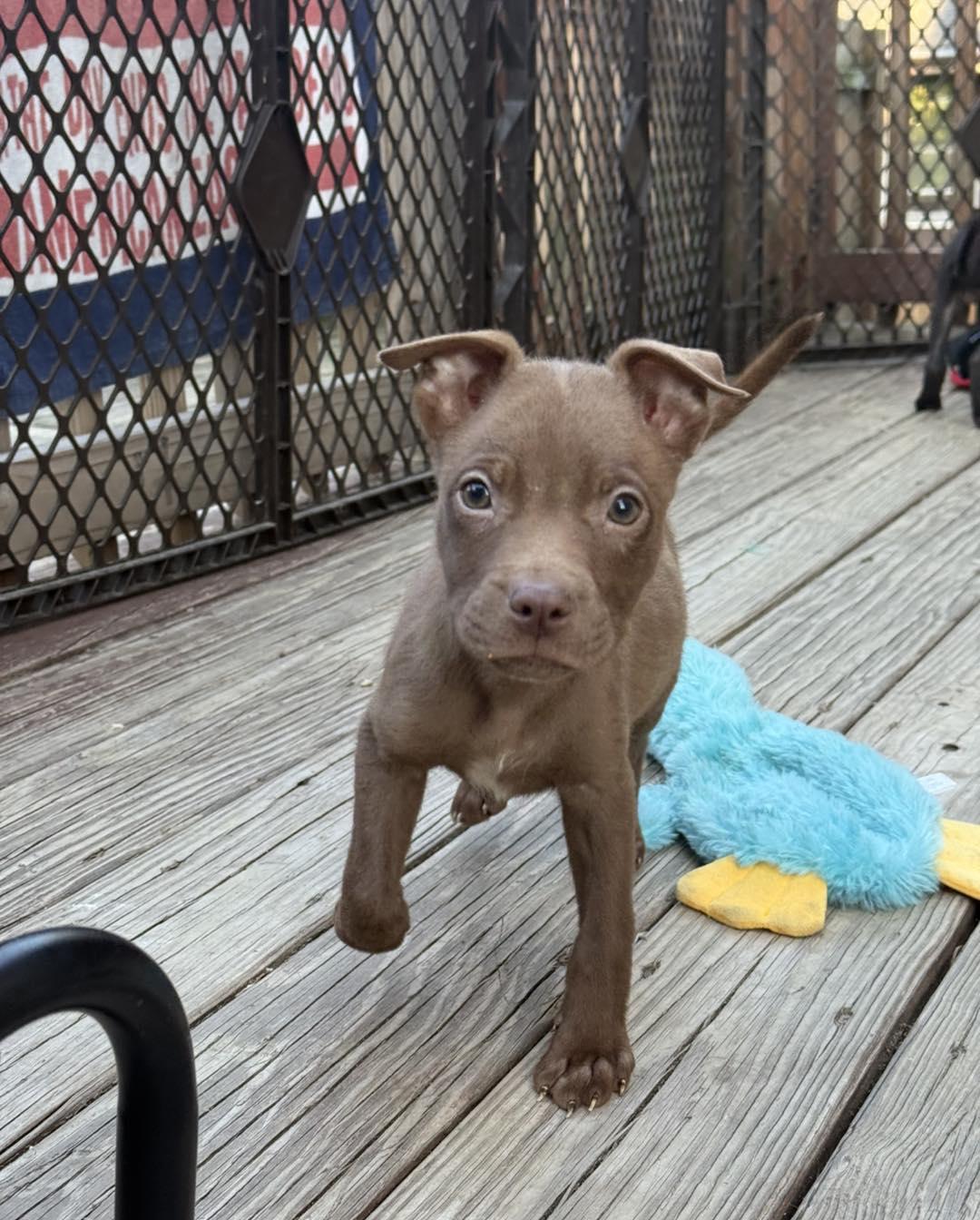 Havoc, Adopted, Young Male Pit Bull Terrier.