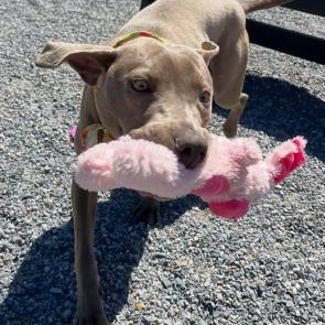 Enlarge Thumper, a ADOPTABLE mixed breed in Marion, NC image 5/5