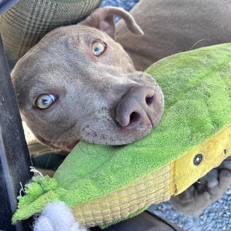 Enlarge Thumper, a ADOPTABLE mixed breed in Marion, NC image 4/5