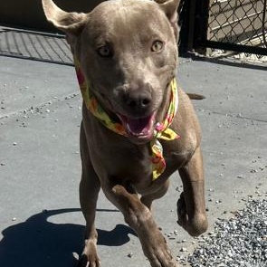 Enlarge Thumper, a ADOPTABLE mixed breed in Marion, NC image 3/5