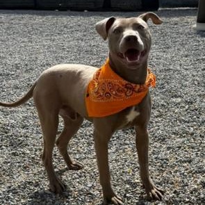 Enlarge Thumper, a ADOPTABLE mixed breed in Marion, NC image 1/5