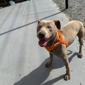 Enlarge Thumper, a ADOPTABLE mixed breed in Marion, NC image 2/5