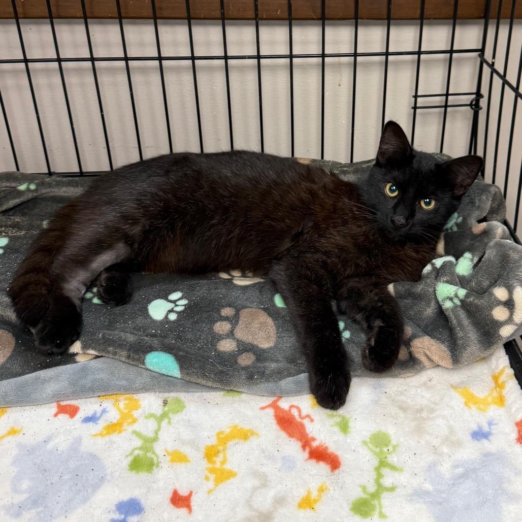 Enlarge Ash, a Adoptable Domestic Short Hair in Archbold , OH image 1/1