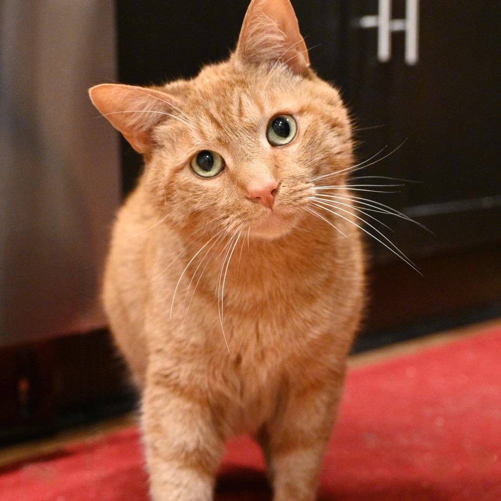 Doc, Adoptable, Adult Male Domestic Short Hair.
