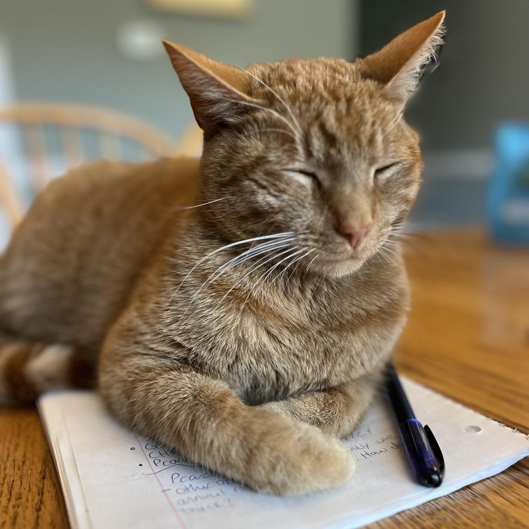 Doc, a Adoptable Domestic Short Hair in Potomac, MD image 2/6