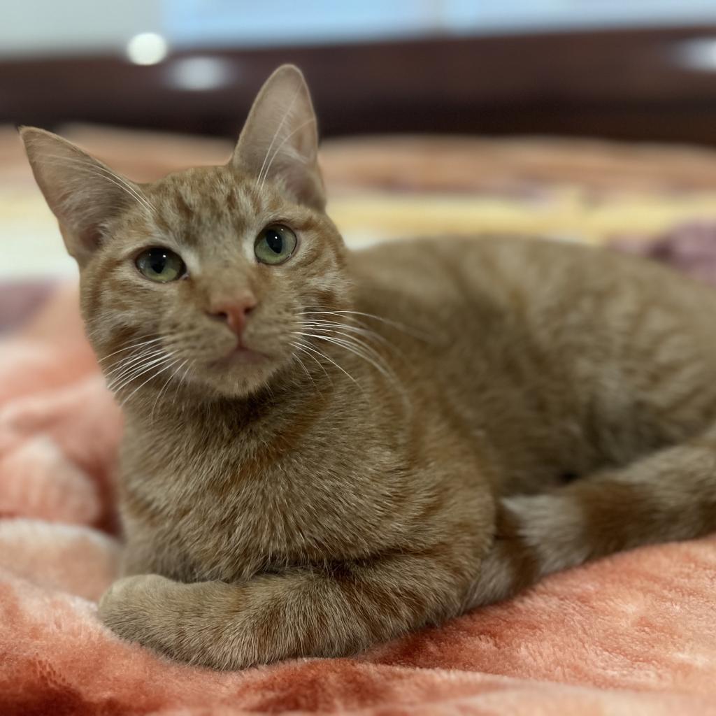 Doc, a Adoptable Domestic Short Hair in Potomac, MD image 3/6