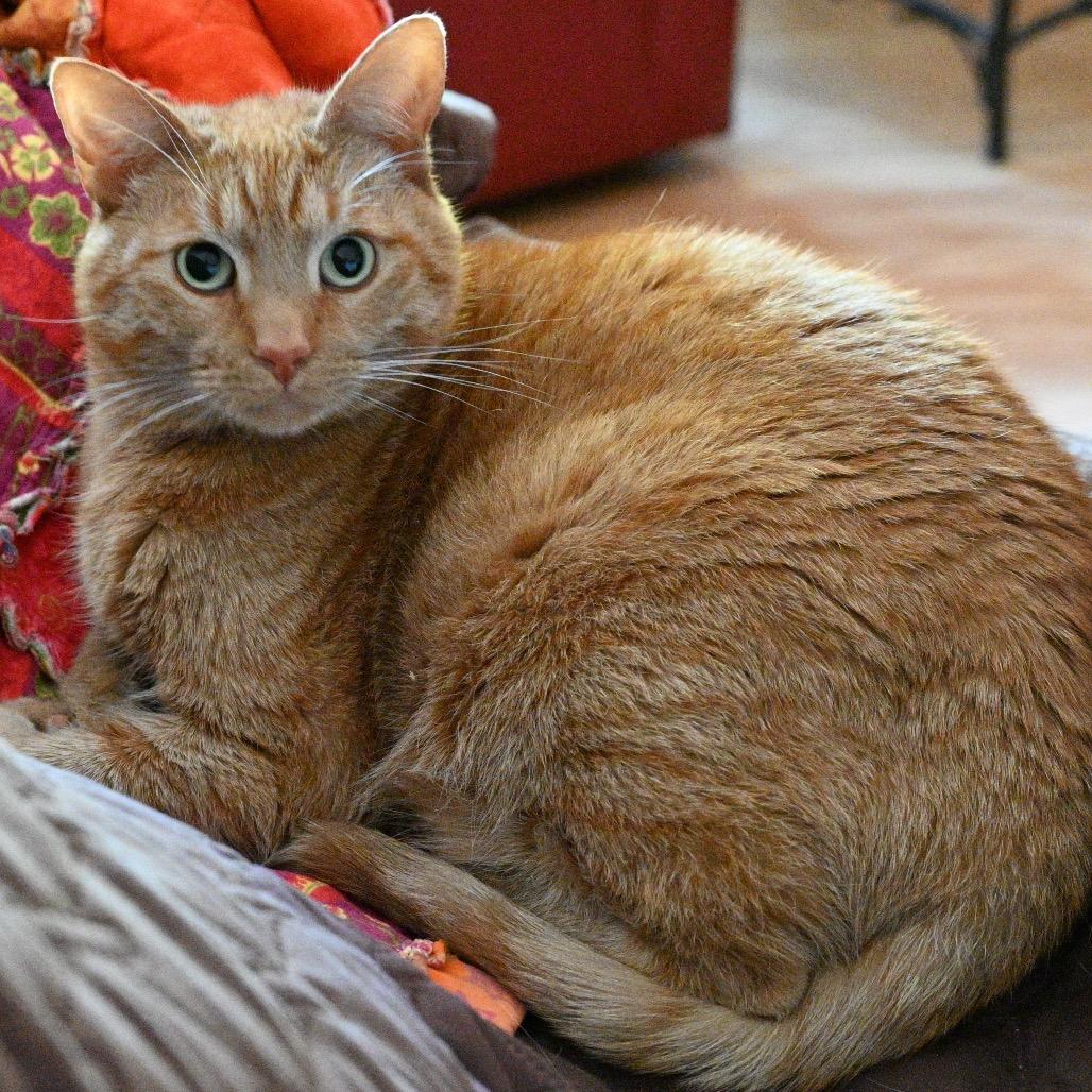Doc, a Adoptable Domestic Short Hair in Potomac, MD image 4/6
