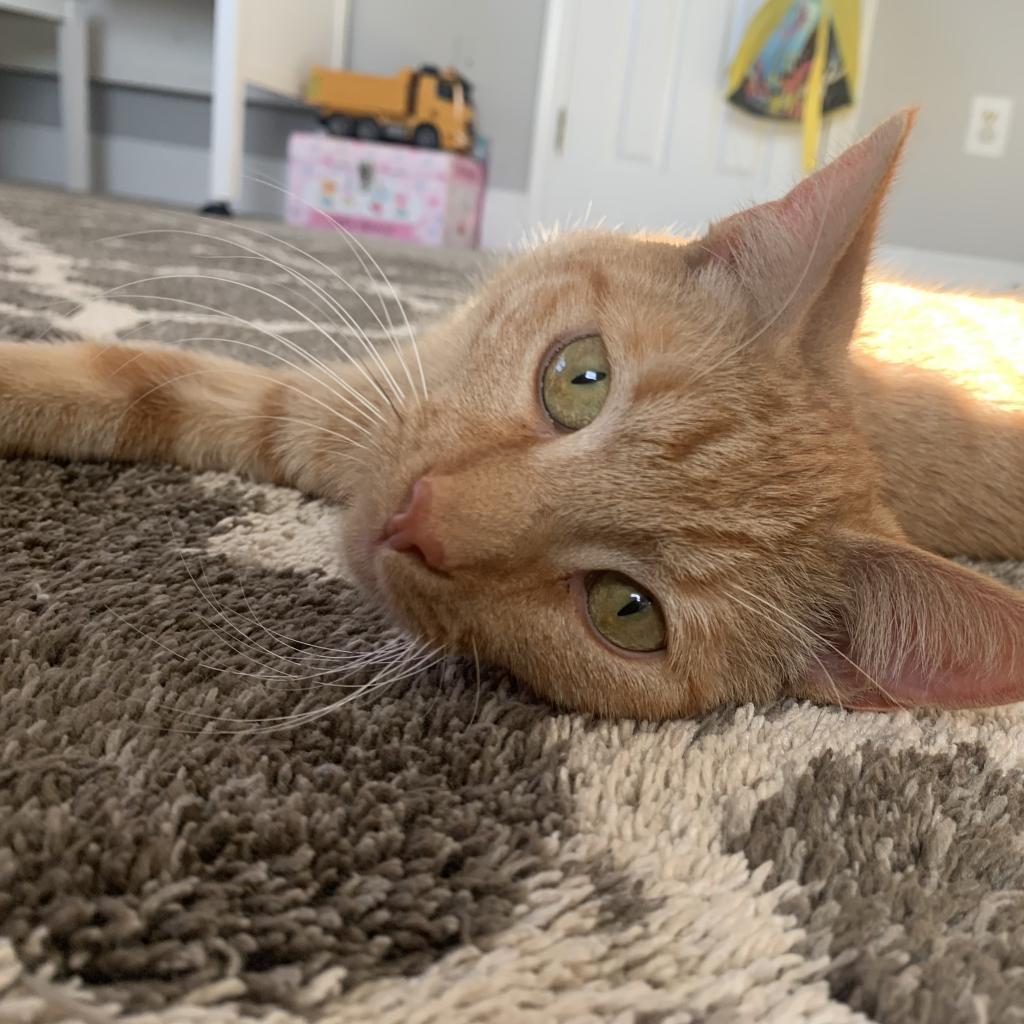 Doc, a Adoptable Domestic Short Hair in Potomac, MD image 5/6