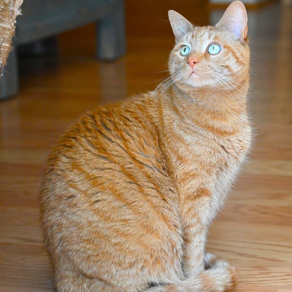 Doc, a Adoptable Domestic Short Hair in Potomac, MD image 6/6