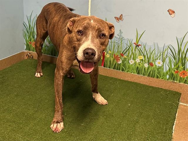 CHUCK, Adoptable, Young Male Pit Bull Terrier.