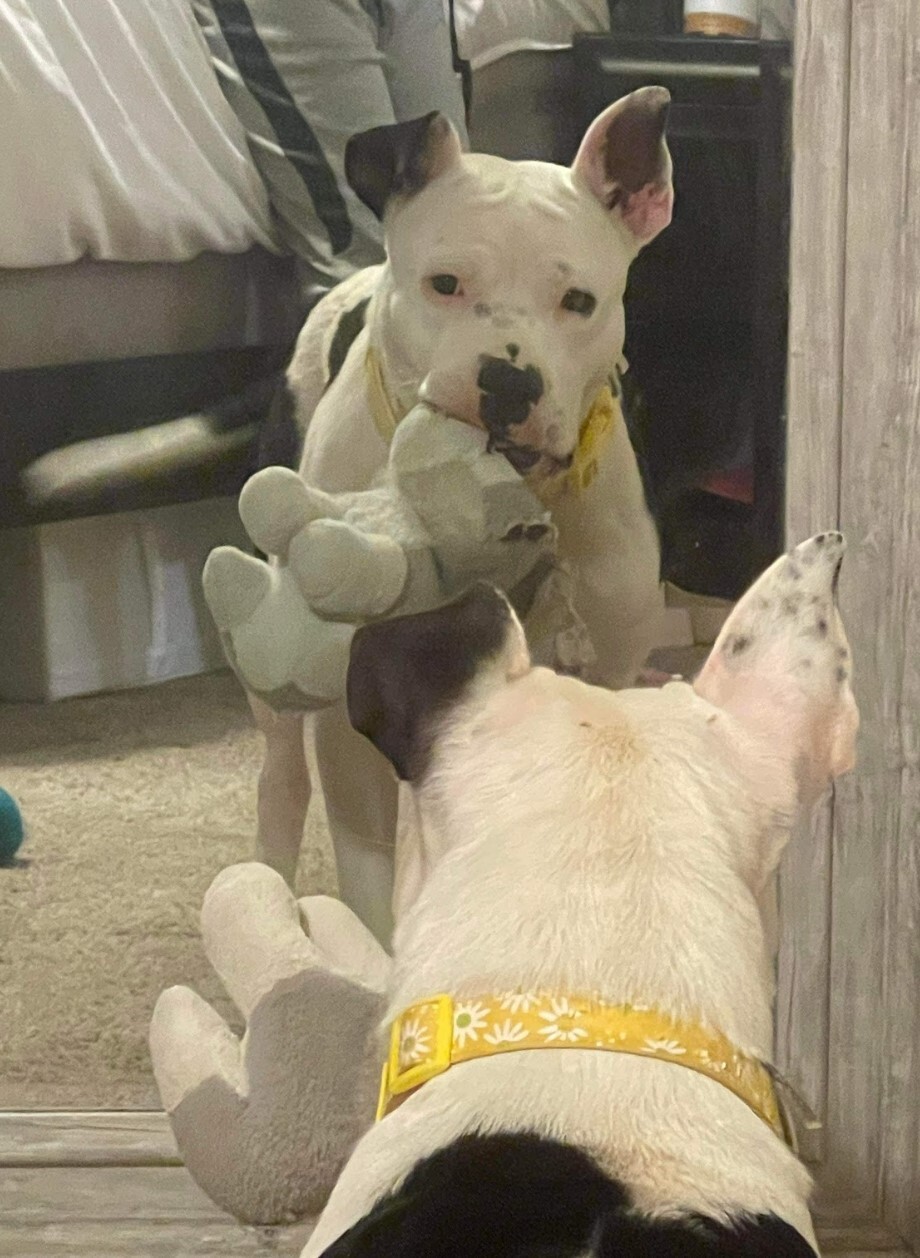 Tonka, a Adoptable mixed breed in Houston, TX image 1/12