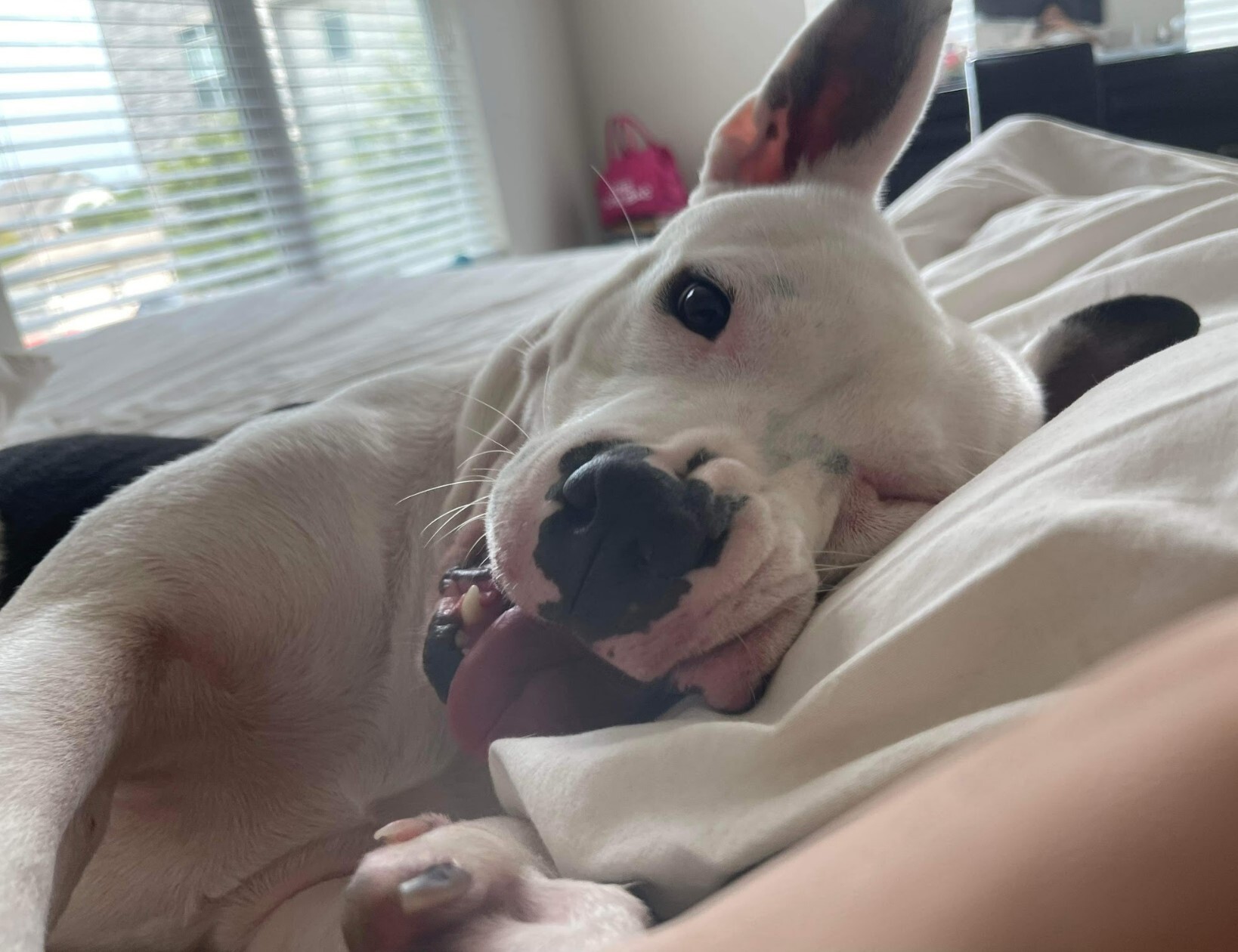 Tonka, a Adoptable mixed breed in Houston, TX image 2/12