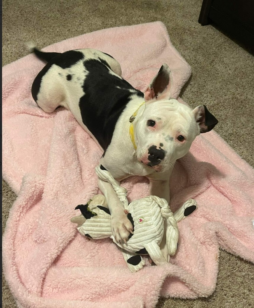 Tonka, a Adoptable mixed breed in Houston, TX image 3/12