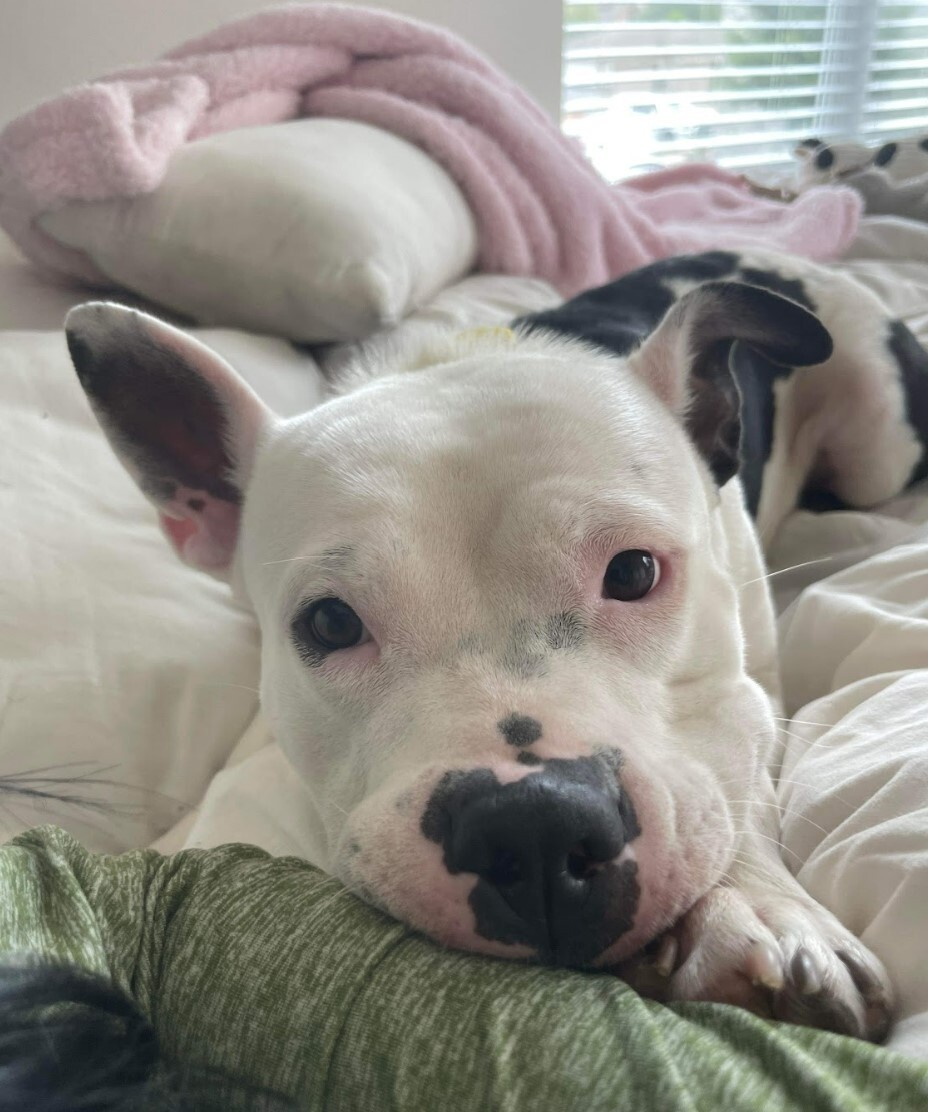 Tonka, a Adoptable mixed breed in Houston, TX image 5/12