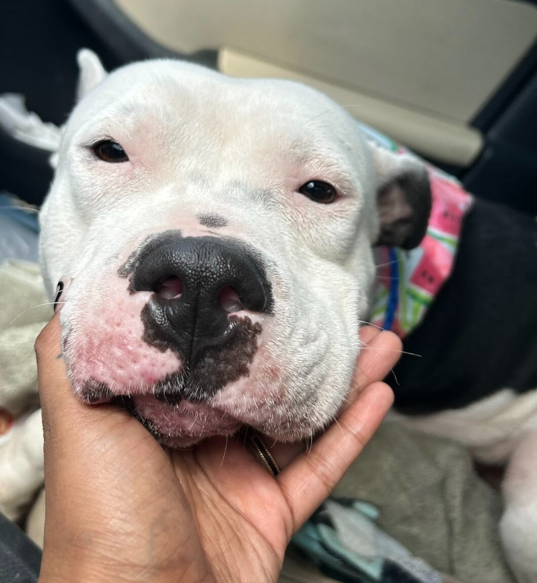 Tonka, a Adoptable mixed breed in Houston, TX image 6/12