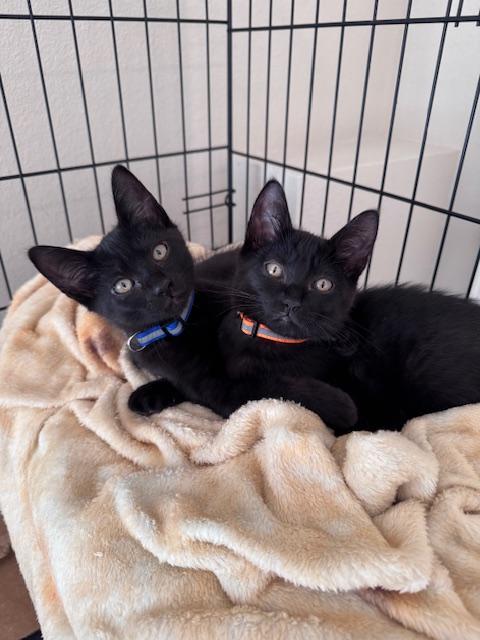 Orzo and Ravioli- bonded brother kittens!