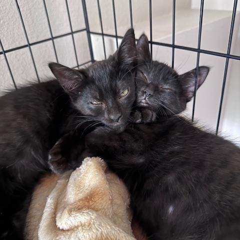 Orzo and Ravioli- bonded brother kittens!