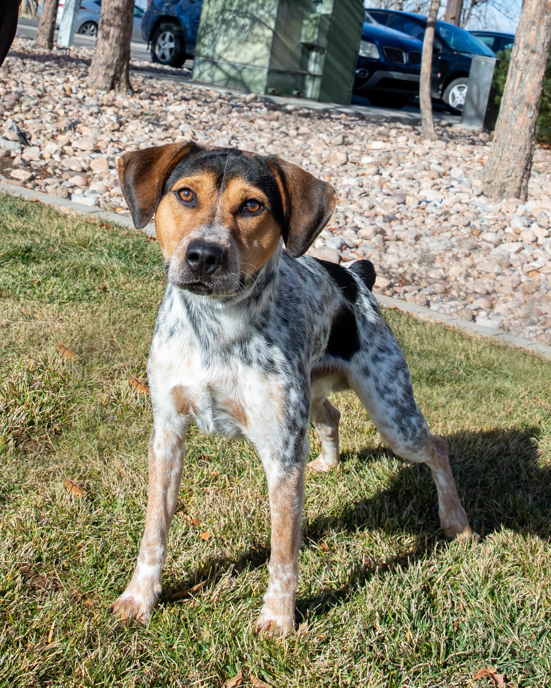 Gimli (91794), ADOPTABLE, Adult Male Australian Cattle Dog / Blue Heeler.