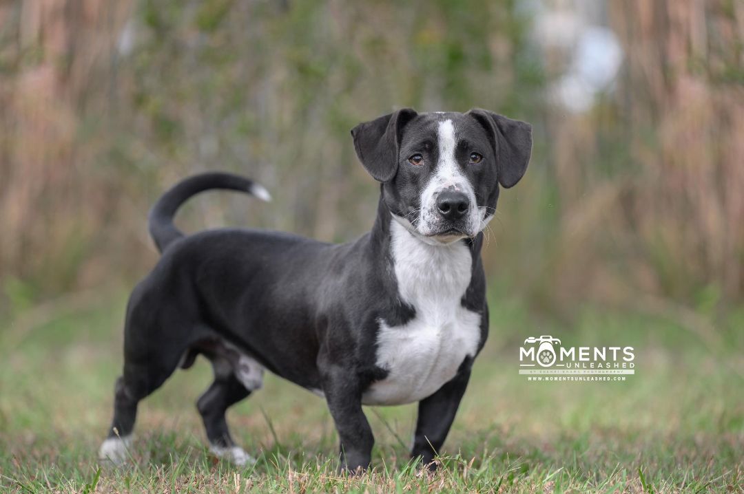 Enlarge Foster, an adoptable mixed breed in Myakka City, FL image 2/6