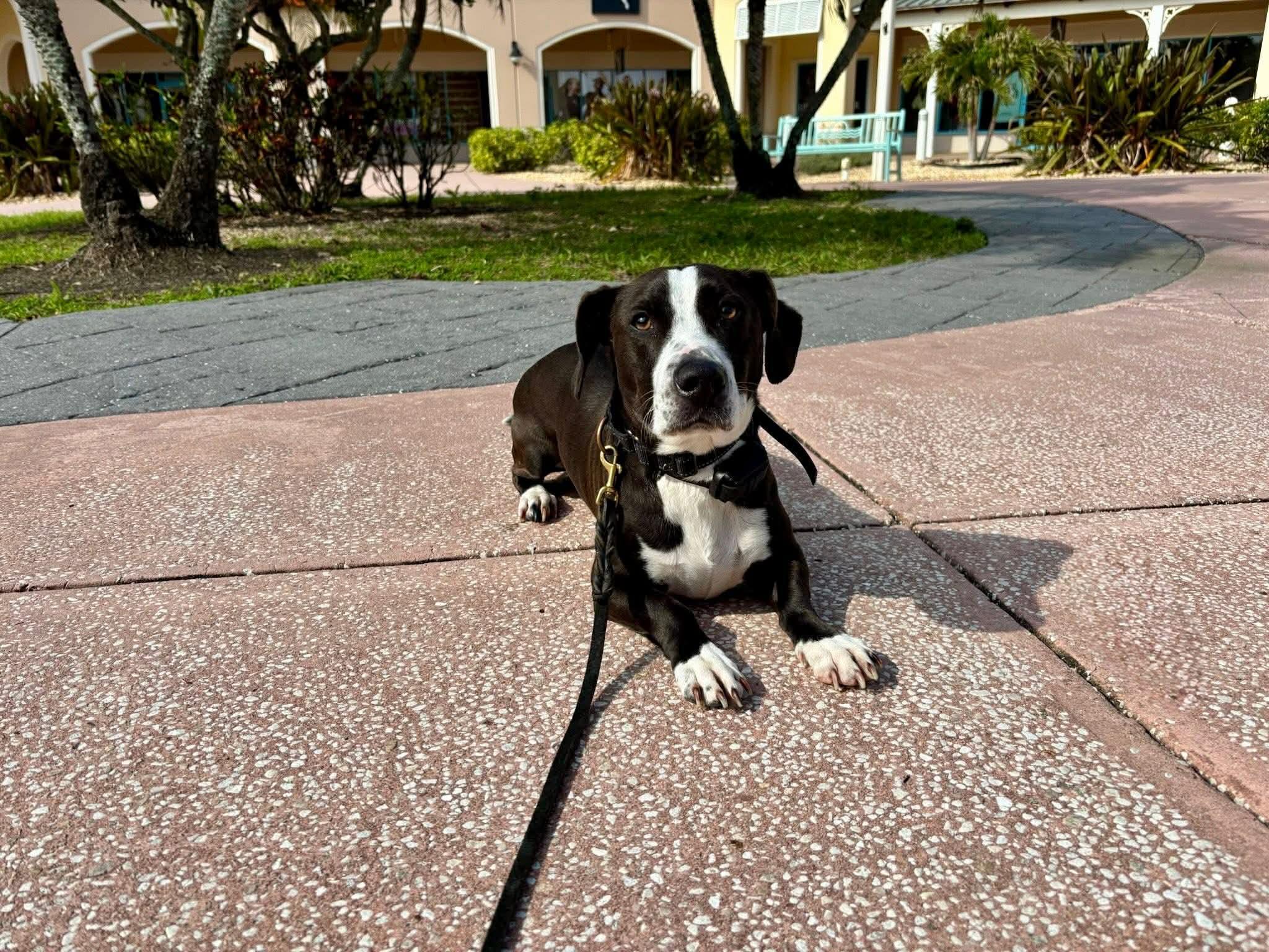 Enlarge Foster, an adoptable mixed breed in Myakka City, FL image 6/6