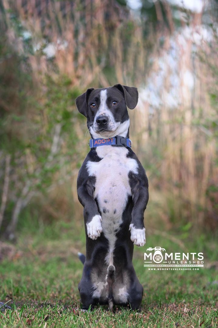 Foster, adoptable, Adult Male Basset Hound.