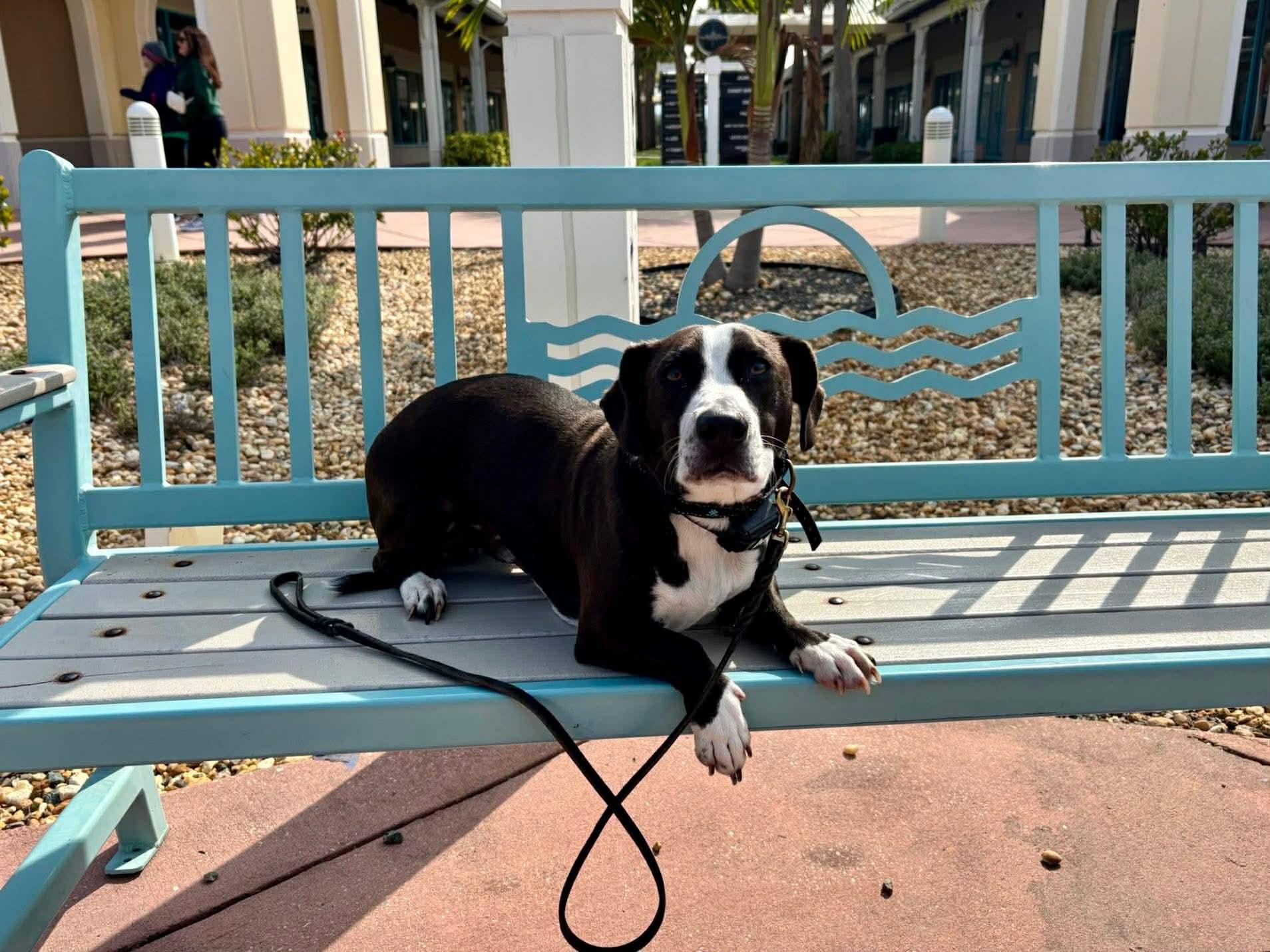 Enlarge Foster, an adoptable mixed breed in Myakka City, FL image 5/6