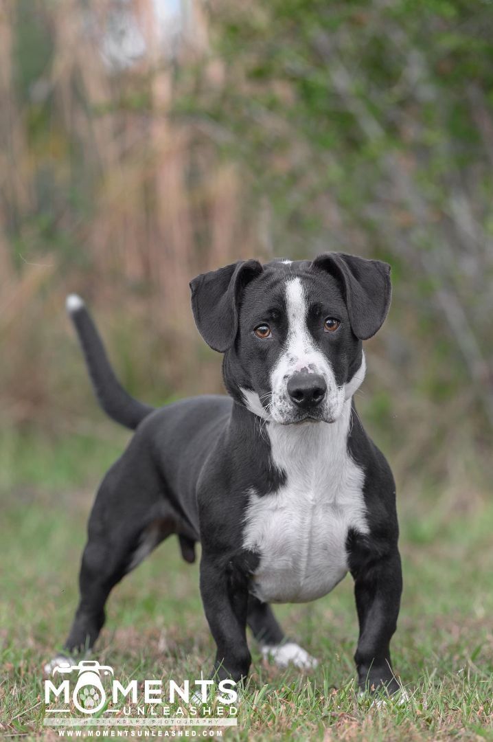 Enlarge Foster, an adoptable mixed breed in Myakka City, FL image 3/6
