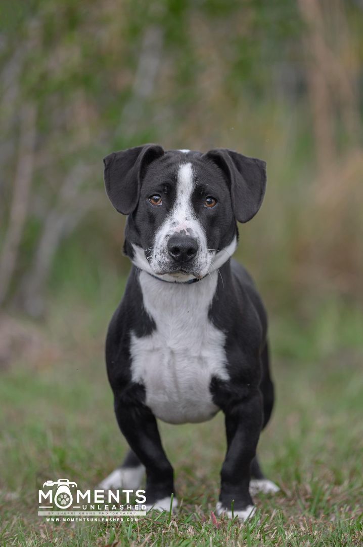 Enlarge Foster, an adoptable mixed breed in Myakka City, FL image 4/6