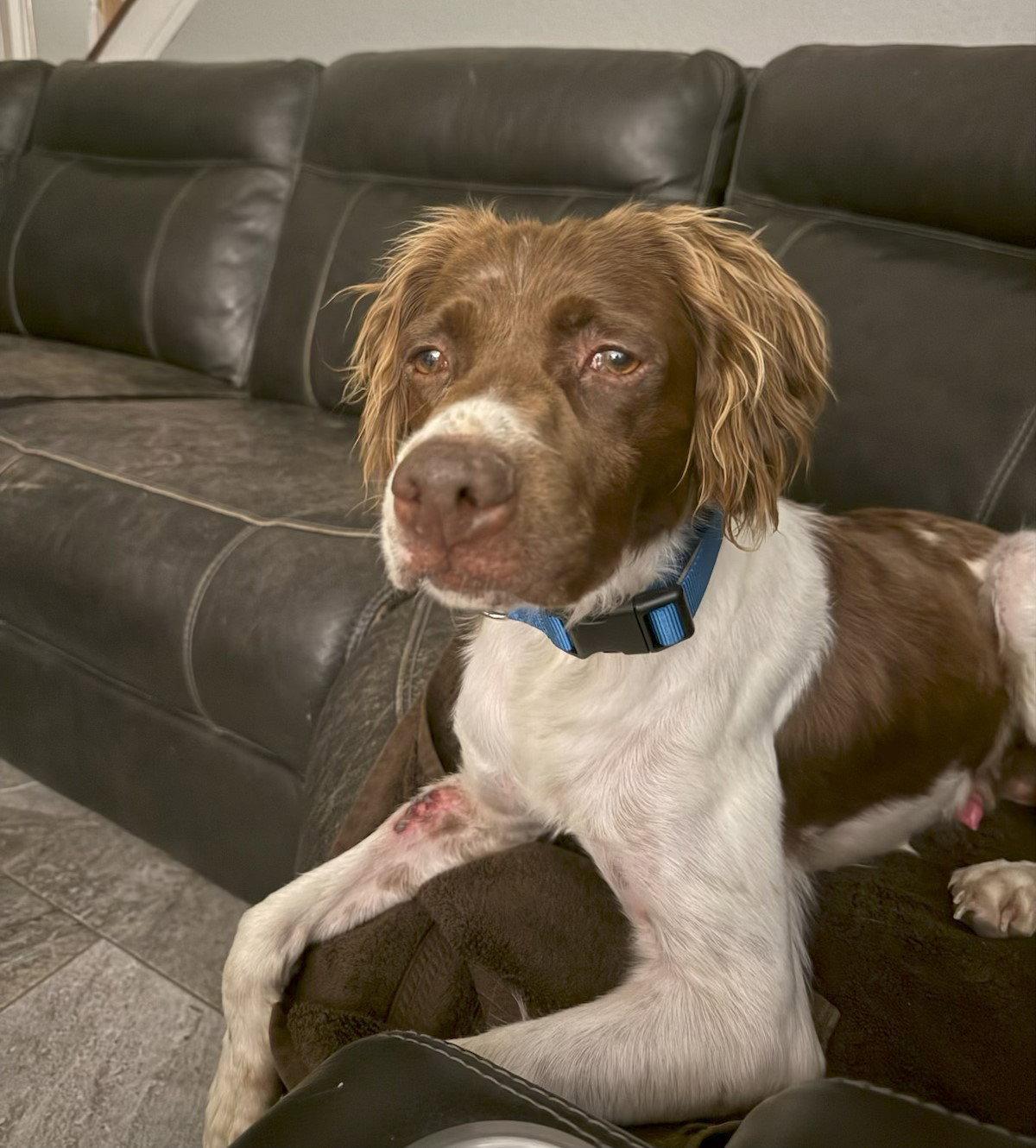 TX/Riggs Rig, a Adoptable Brittany Spaniel in Dallas, TX image 1/3