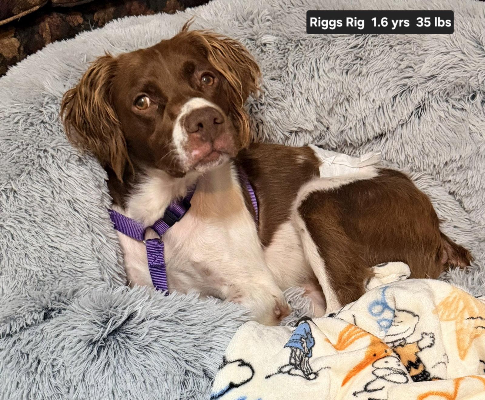 TX/Riggs Rig, a Adoptable Brittany Spaniel in Dallas, TX image 2/3