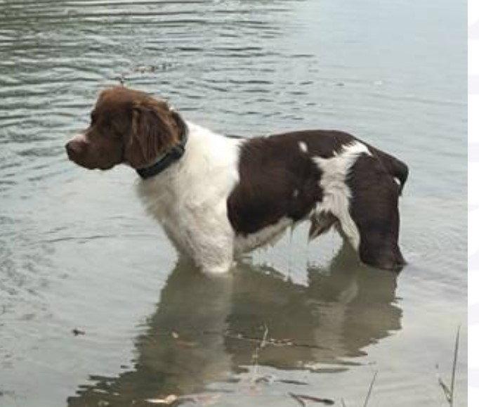 TX/Riggs Rig, a Adoptable Brittany Spaniel in Dallas, TX image 3/3