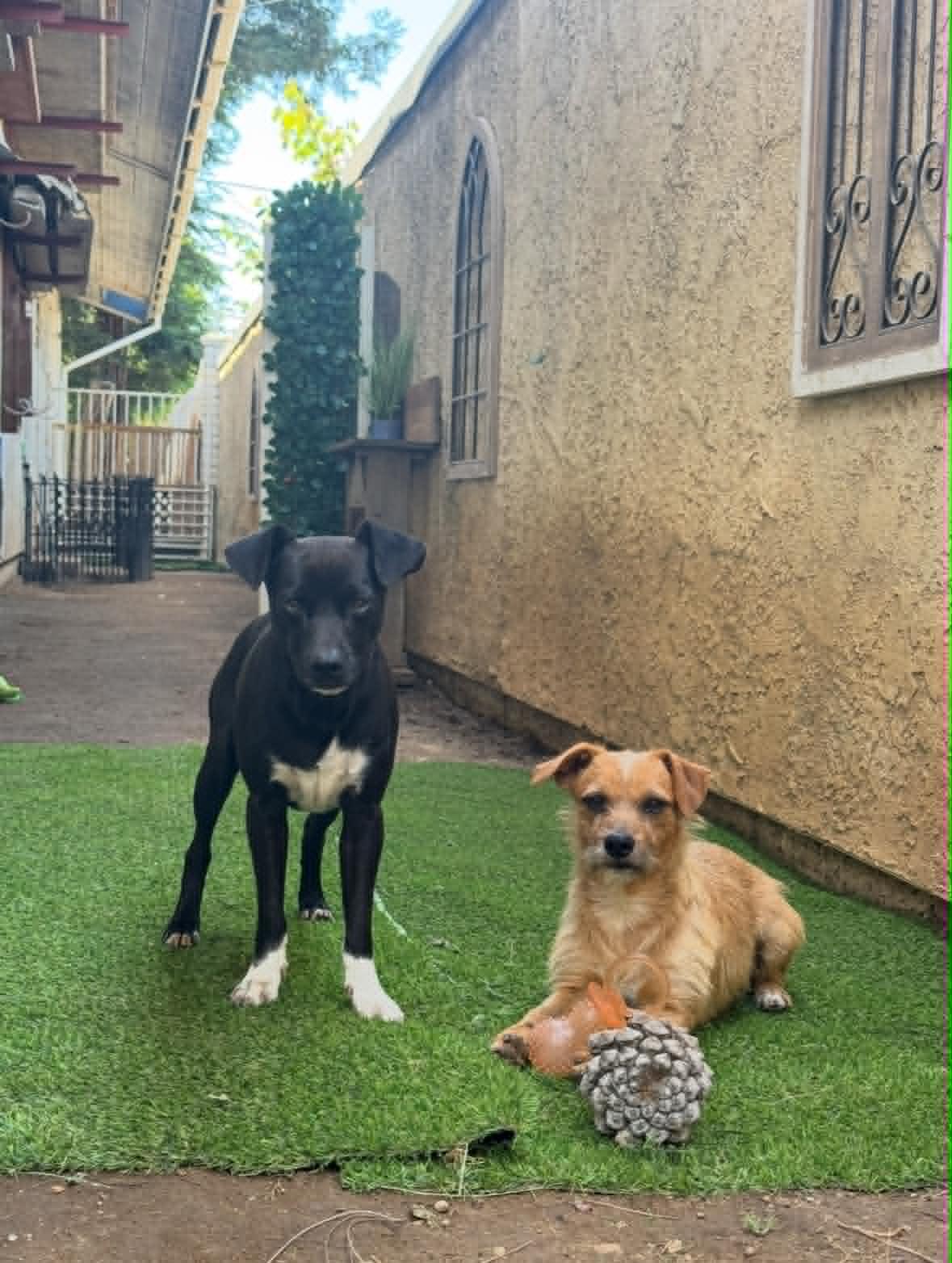 Benji and Bono, ADOPTABLE, Young Male Terrier.