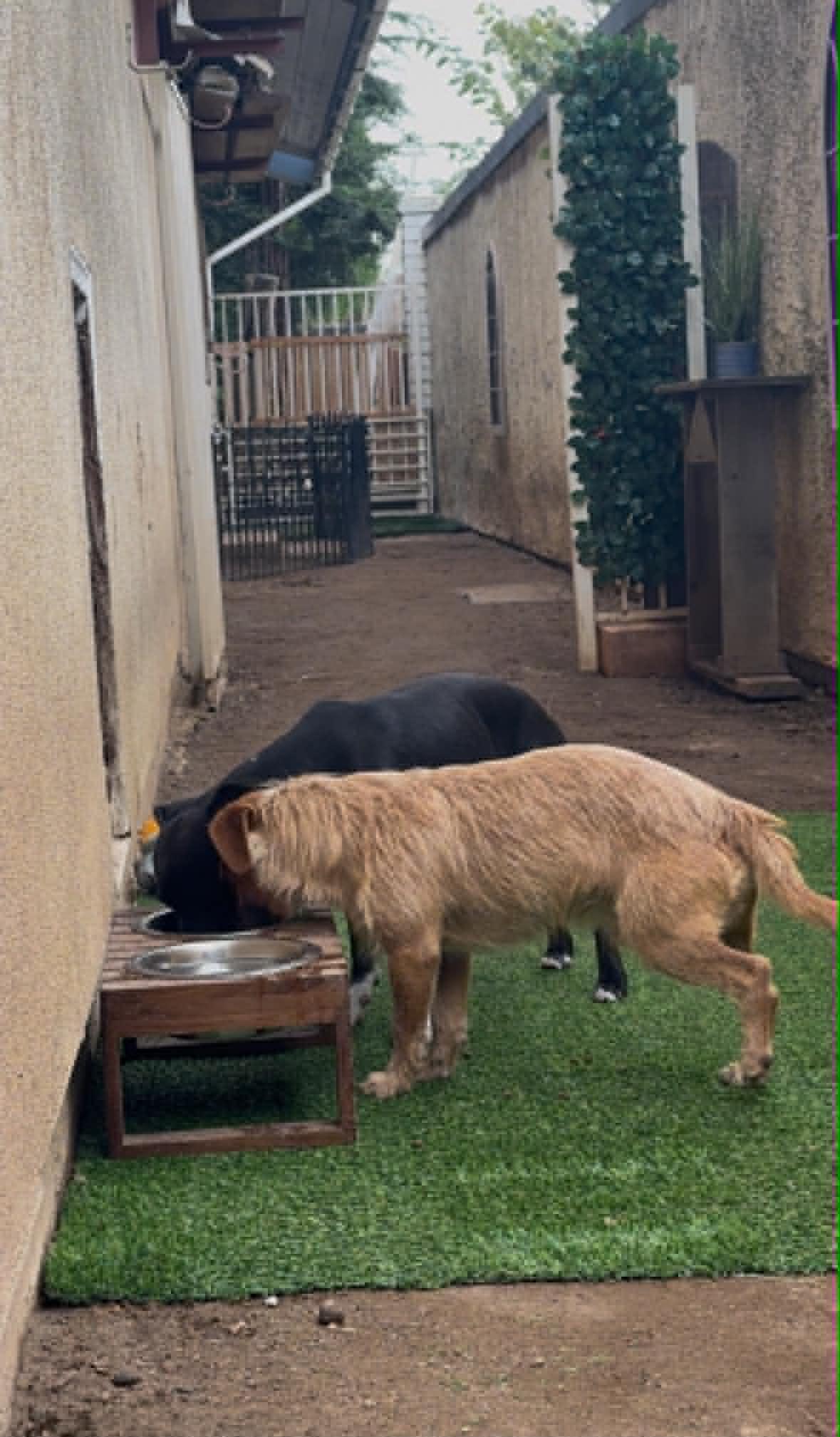 Enlarge Benji and Bono, a ADOPTABLE mixed breed in Oakhurst, CA image 3/3