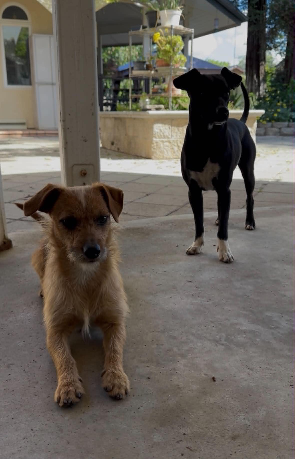 Enlarge Benji and Bono, a ADOPTABLE mixed breed in Oakhurst, CA image 2/3