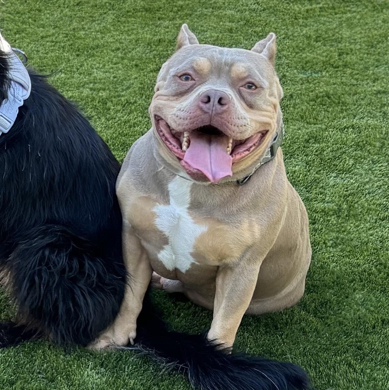 Adopt Brad