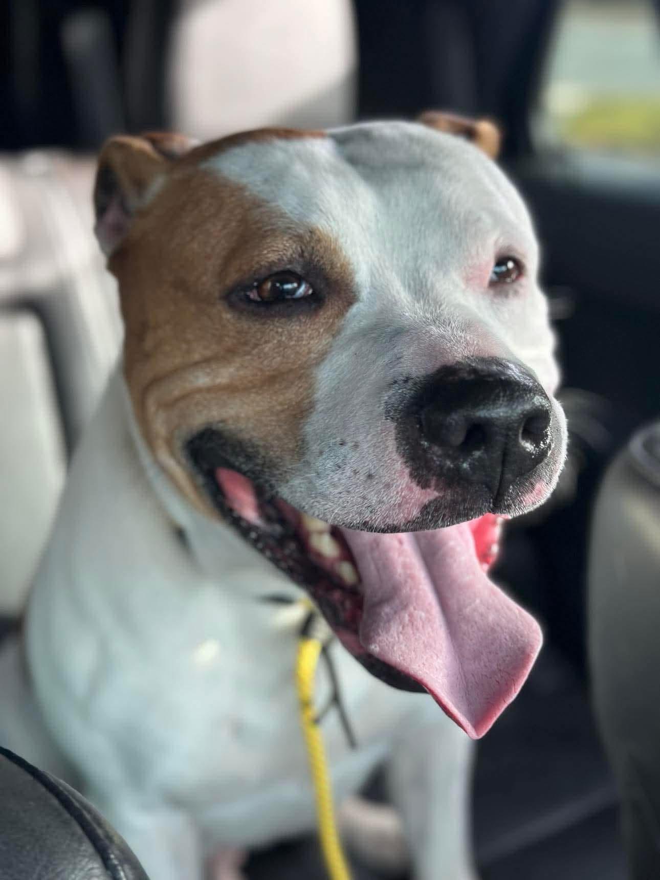 Carson, a Adoptable mixed breed in Jackson , NJ image 5/6