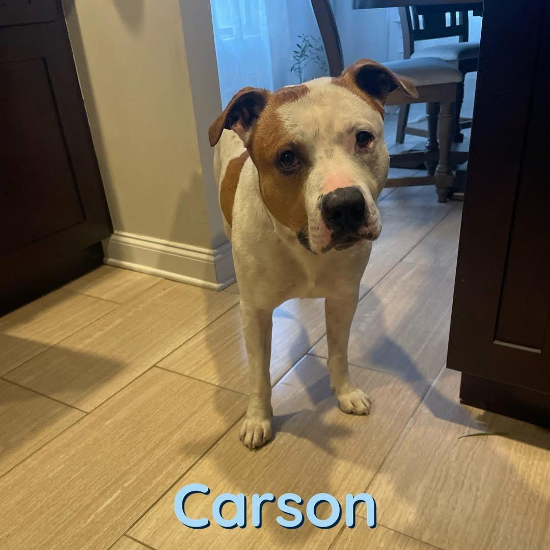Carson, a Adoptable mixed breed in Jackson , NJ image 4/6