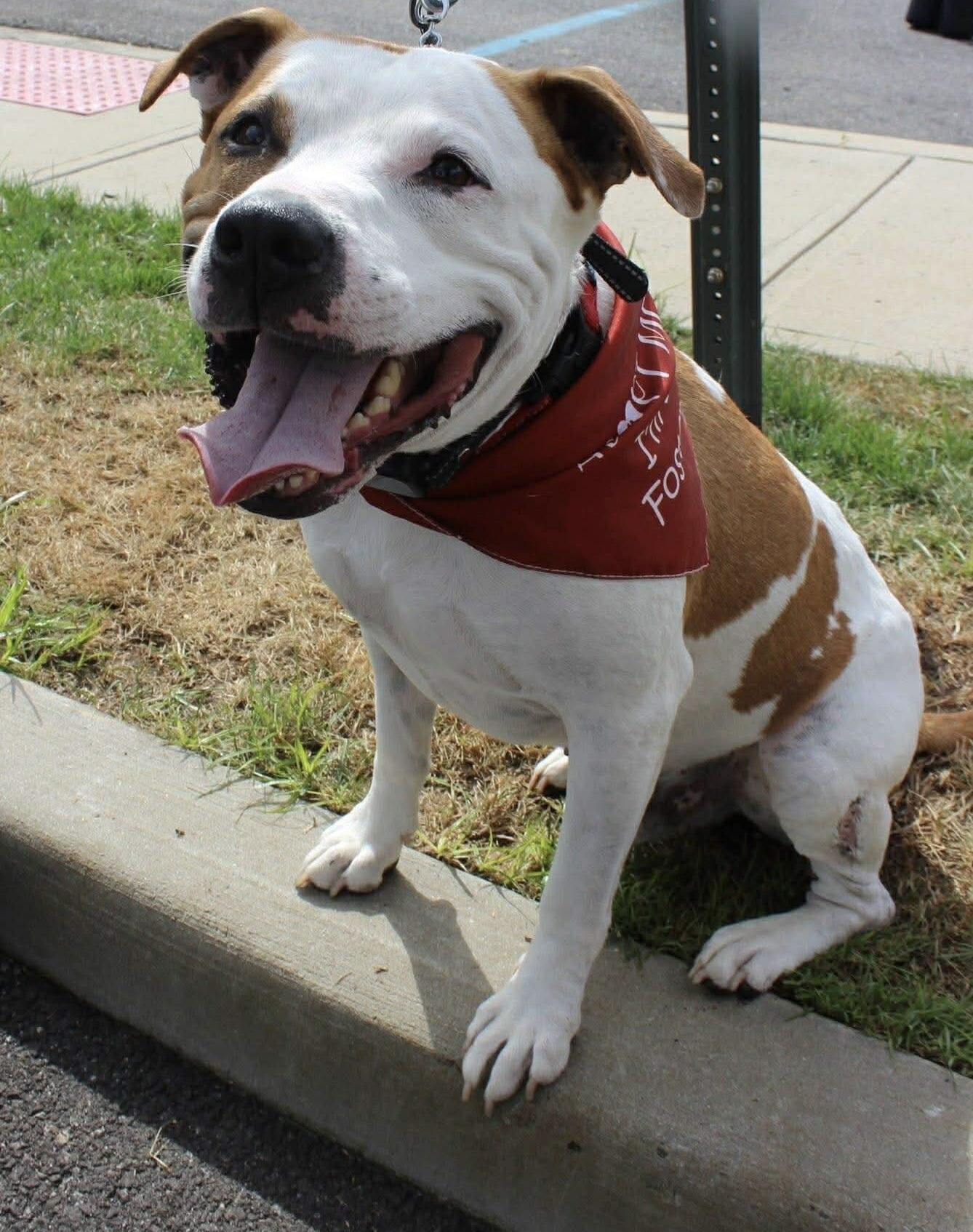 Carson, a Adoptable mixed breed in Jackson , NJ image 1/6