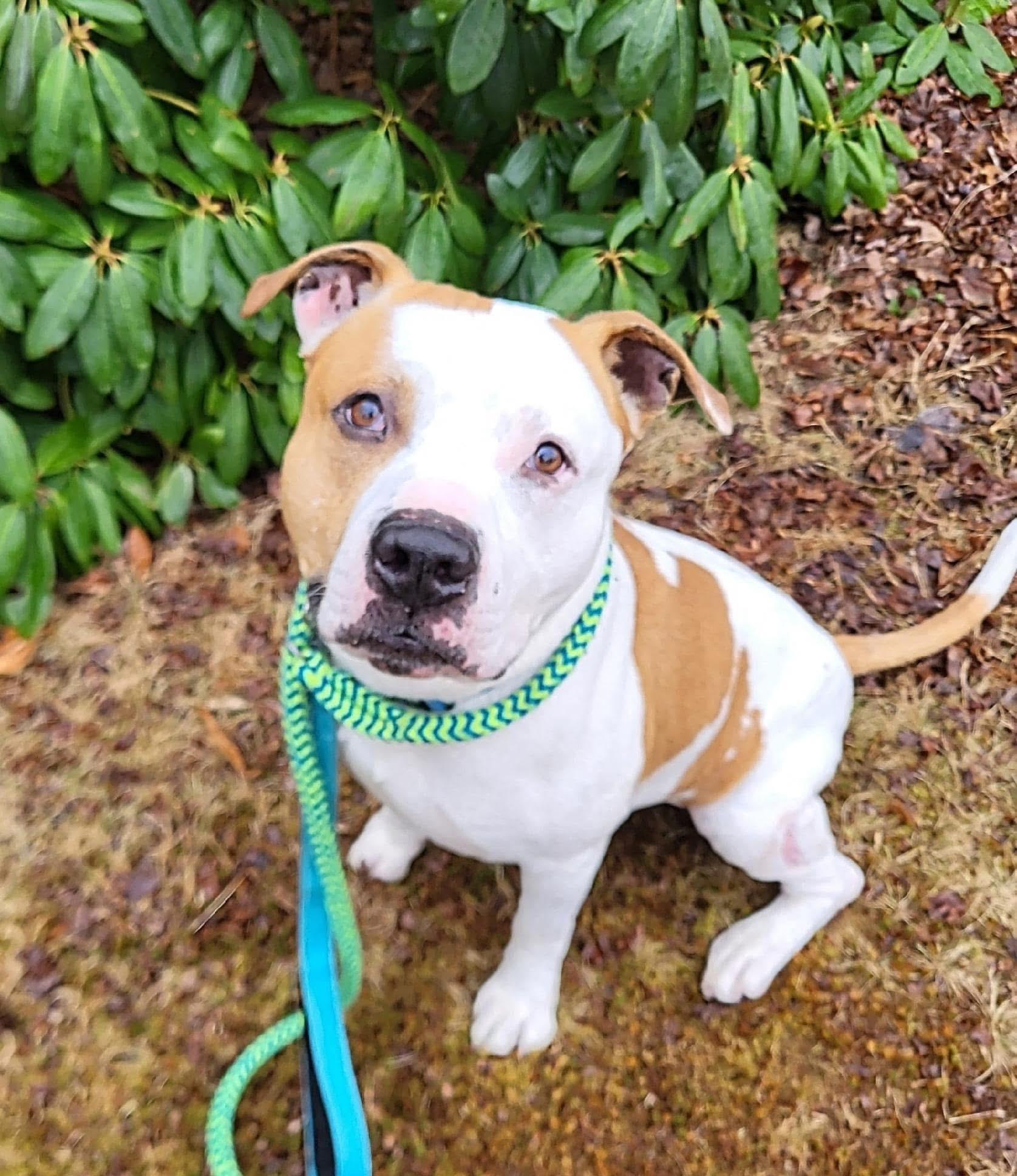 Carson, a Adoptable mixed breed in Jackson , NJ image 6/6