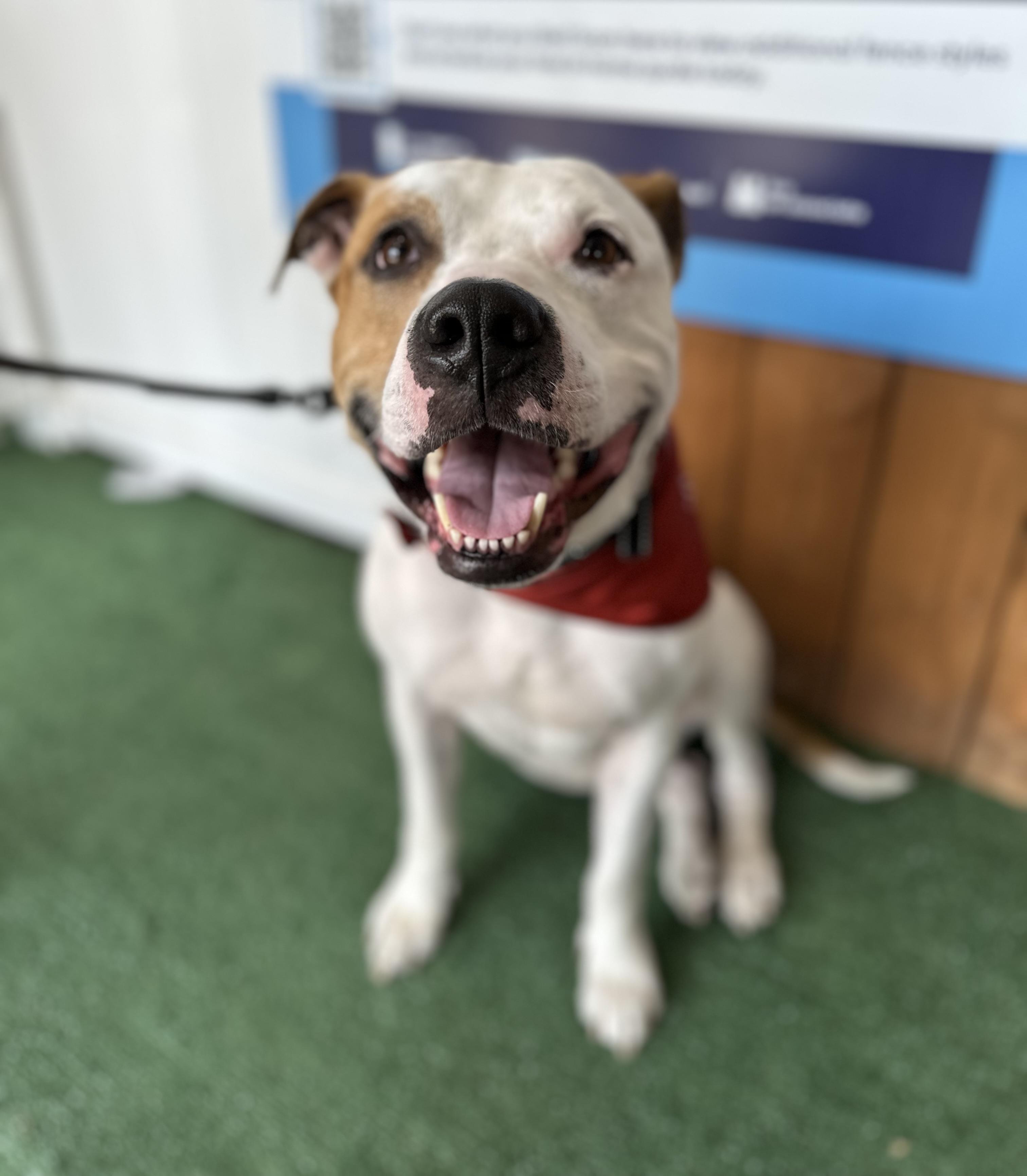 Carson, Adoptable, Adult Male Pit Bull Terrier.