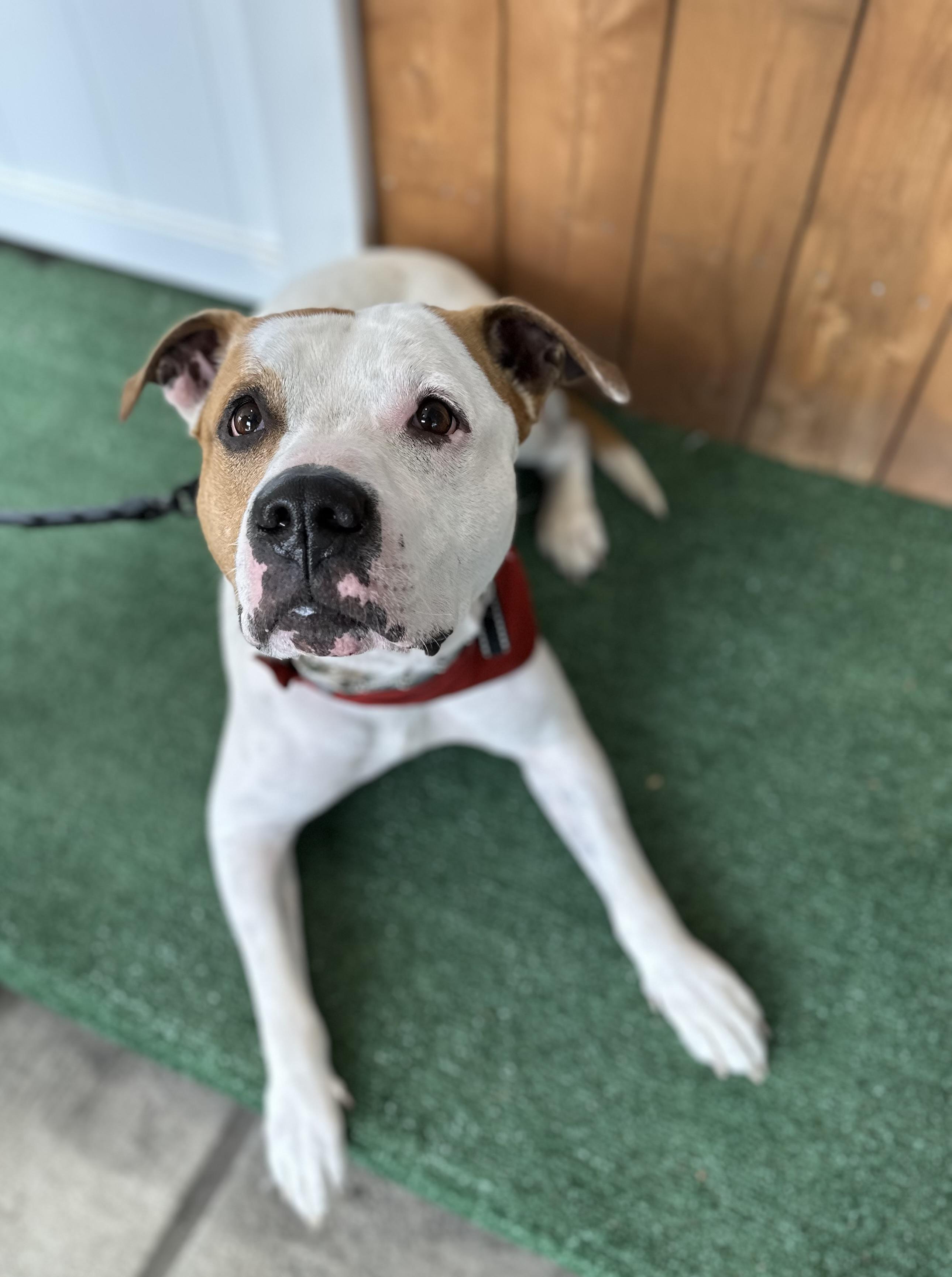 Carson — thumbnail 6