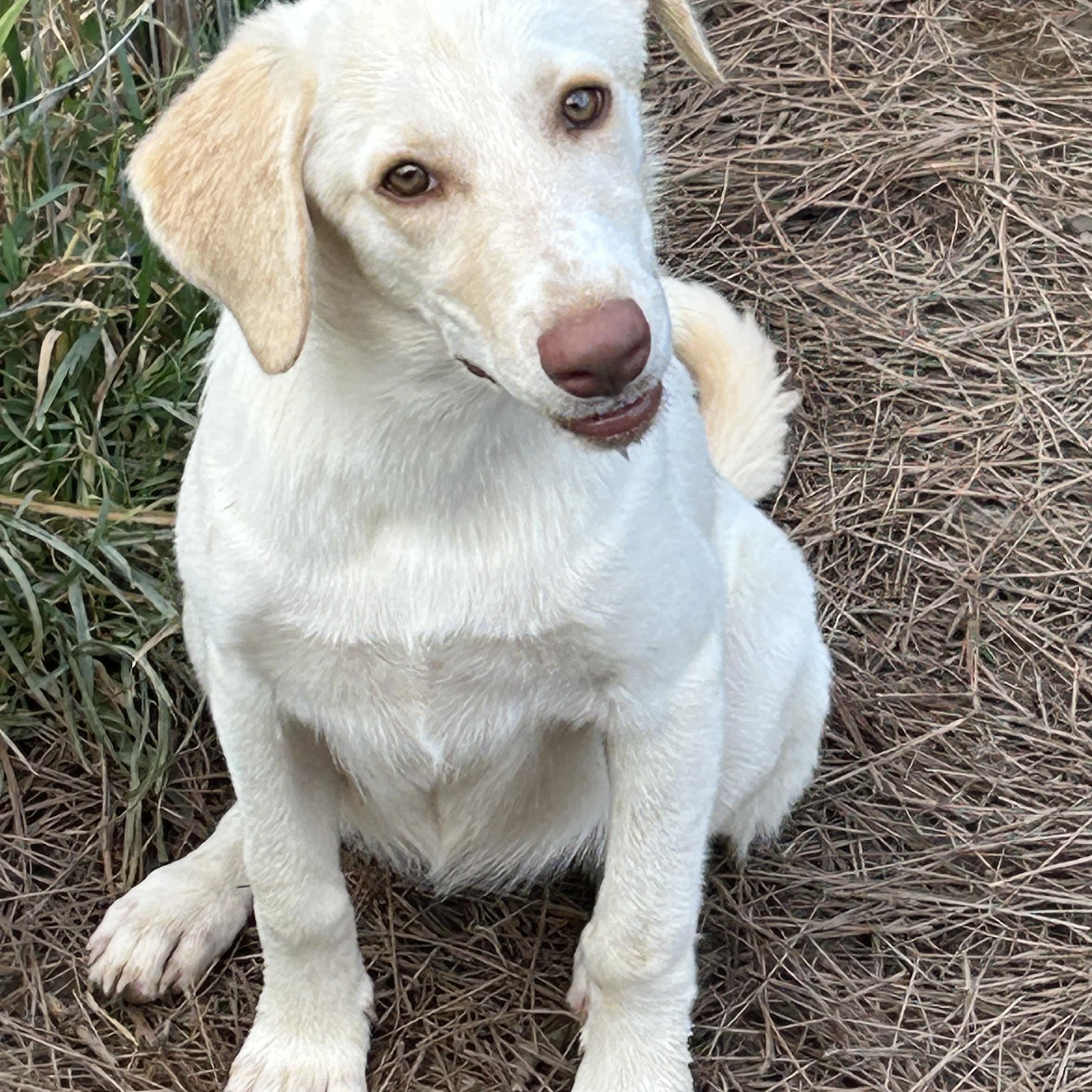 Pearl, an adoptable Australian Shepherd, Labradoodle in North Kingstown , RI, 02852 | Photo Image 2