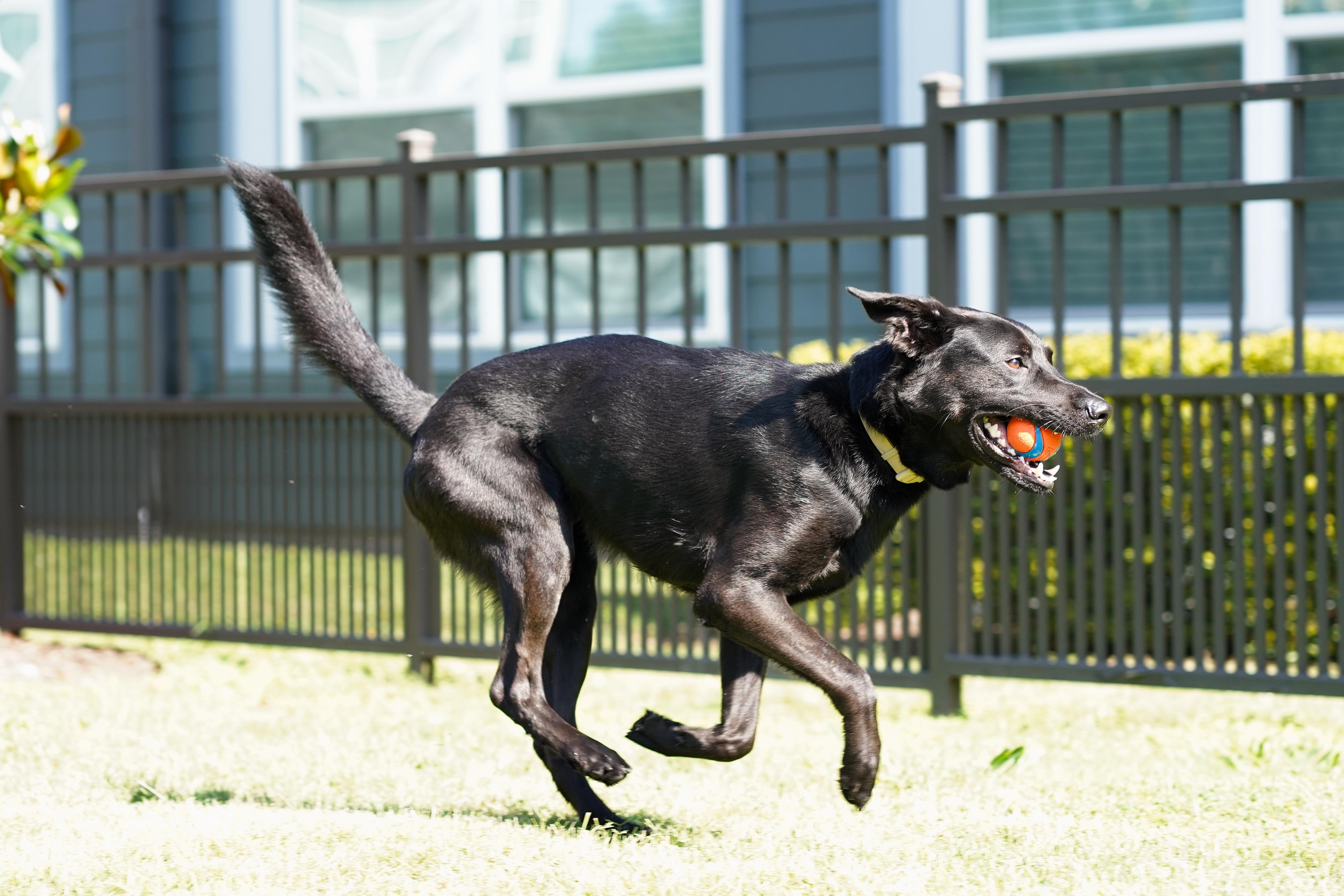 Enlarge Exodus, a Adoptable mixed breed in Homestead, PA image 2/4