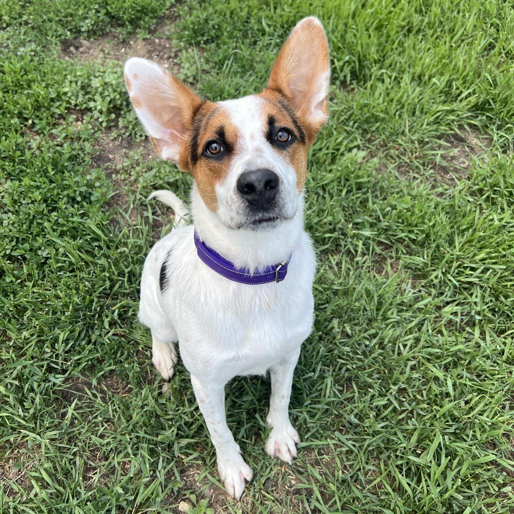 Enlarge Radar, a Adoptable mixed breed in Wadena, MN image 1/5